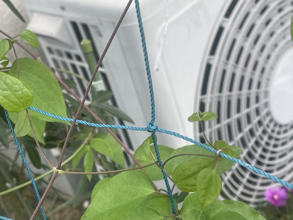 クレマチスの巻き付き方１