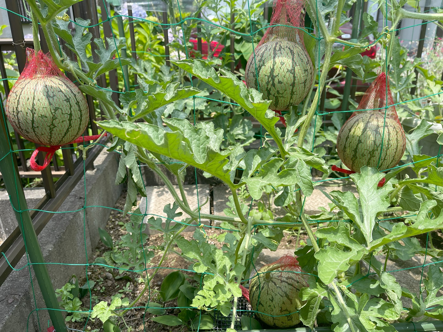 小玉スイカ（イエロー）