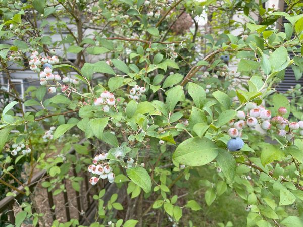 2024/7/4ブルーベリー１