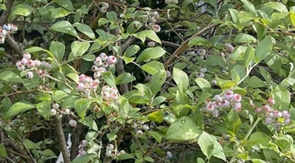 ブルーベリー拡大