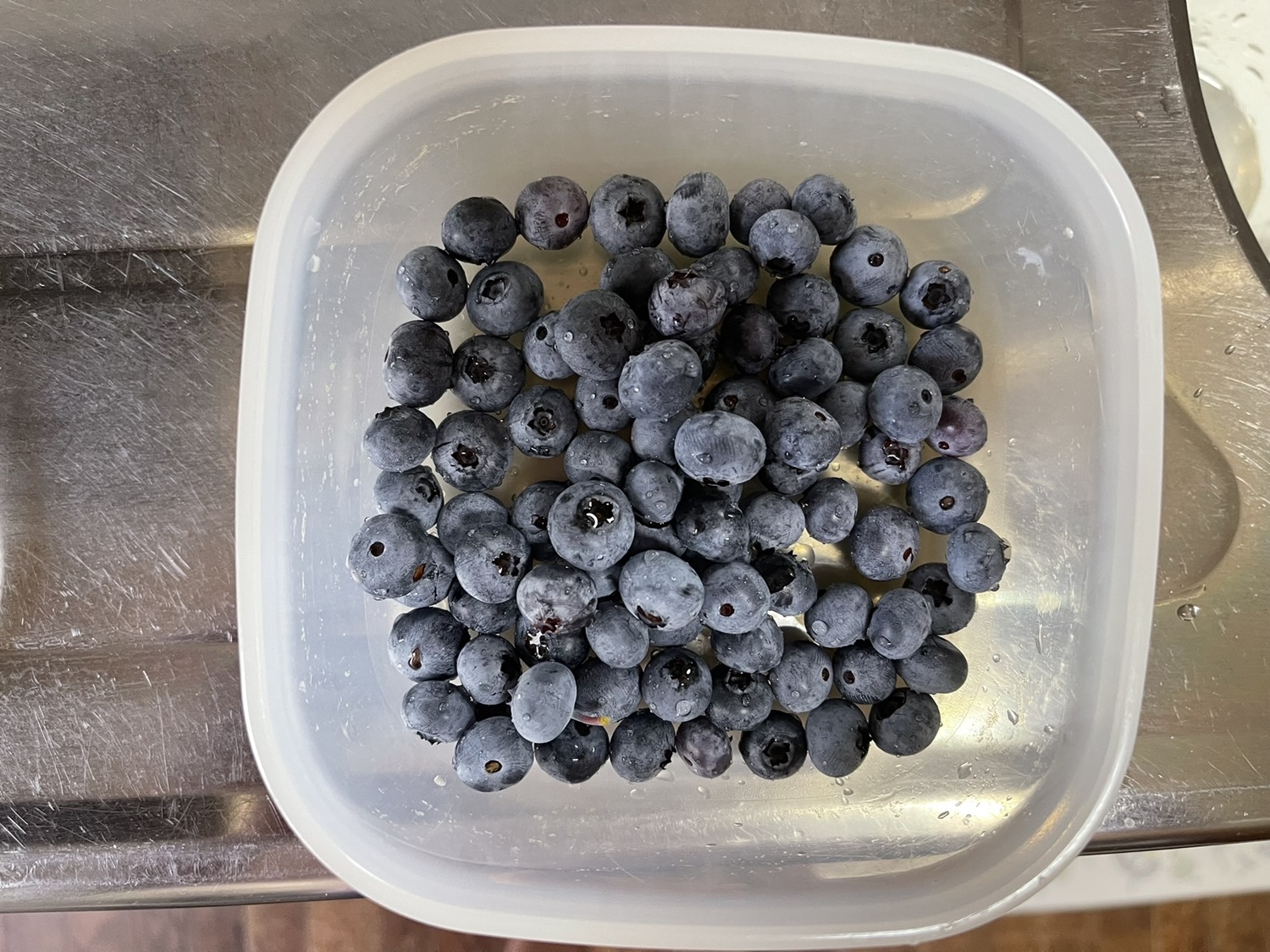 ブルーベリー7/13収穫