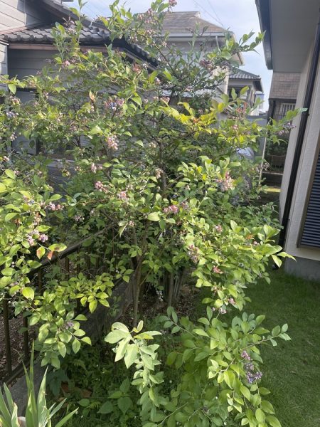 ブルーベリー20240720