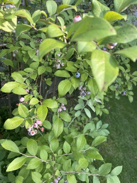 20240720ブルーベリー拡大