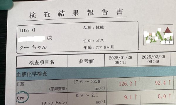 クーくんの検査値