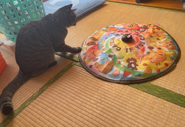 キャッチミー・イフユーキャン２で遊ぶクーくん