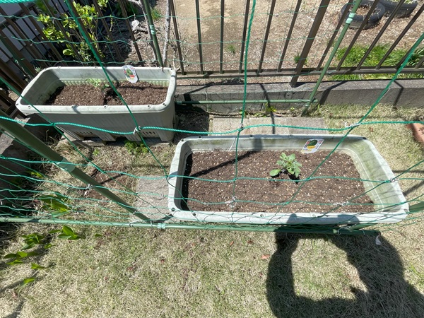 2025スイカ植え込み