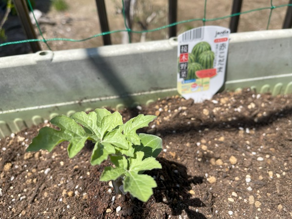 赤こだまスイカ